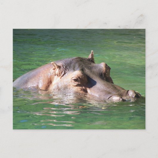 Hippopotamus zwemt op het oppervlak briefkaart (Voorkant)