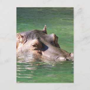 Hippopotamus zwemt op het oppervlak briefkaart