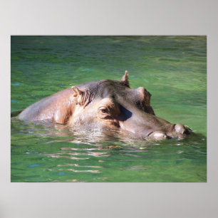 Hippopotamus zwemt op het oppervlak poster
