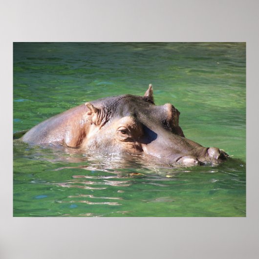 Hippopotamus zwemt op het oppervlak poster (Voorkant)