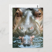 Hippopotamussen en Baby Briefkaart (Voorkant / Achterkant)