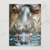 Hippopotamussen en Baby Briefkaart (Voorkant)