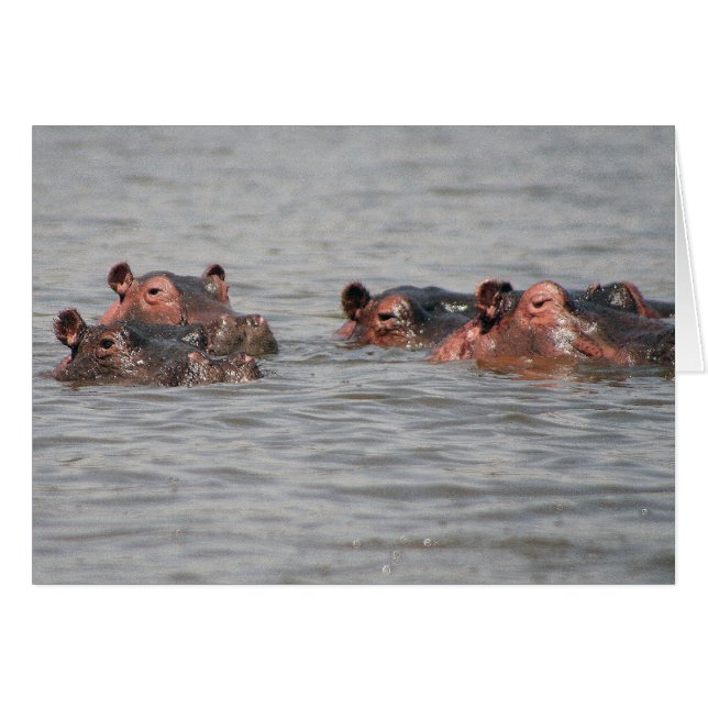 Hippos (Voorkant Horizontaal)