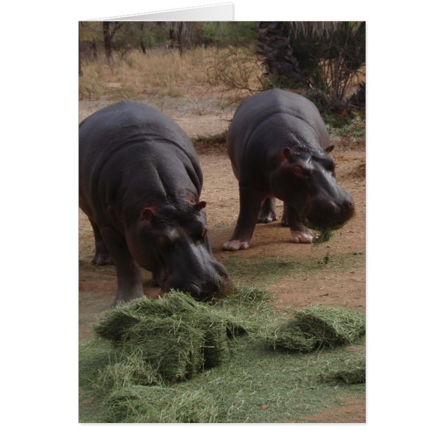 hippos (Voorkant)