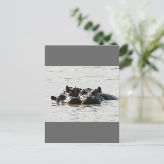 Hippos Briefkaart (Staand voorkant)