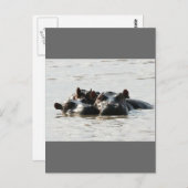 Hippos Briefkaart (Voorkant / Achterkant)