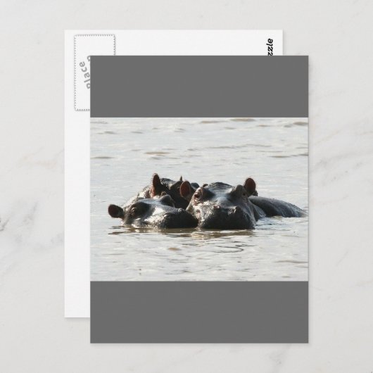 Hippos Briefkaart (Voorkant / Achterkant)