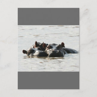 Hippos Briefkaart