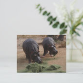 hippos briefkaart (Staand voorkant)