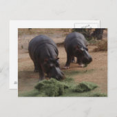 hippos briefkaart (Voorkant / Achterkant)