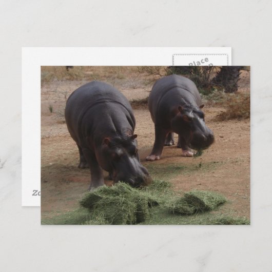 hippos briefkaart (Voorkant / Achterkant)