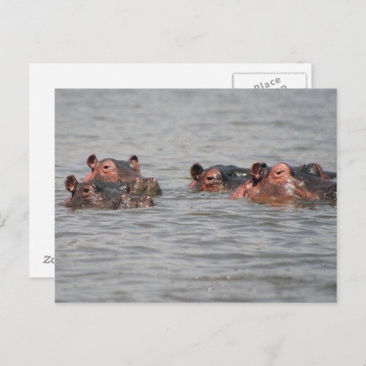 Hippos Briefkaart (Voorkant / Achterkant)