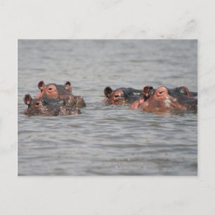 Hippos Briefkaart