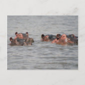 Hippos Briefkaart (Voorkant)