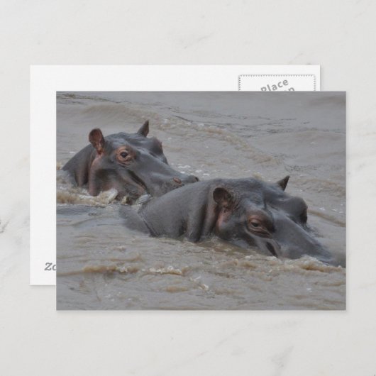 hippos briefkaart (Voorkant / Achterkant)