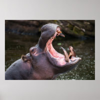 Hippo's enorme kaken