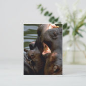 Hippos Fighting, Closeup Briefkaart (Staand voorkant)