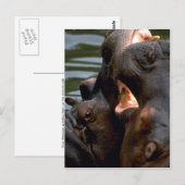 Hippos Fighting, Closeup Briefkaart (Voorkant / Achterkant)