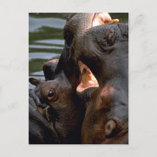 Hippos Fighting, Closeup Briefkaart (Voorkant)