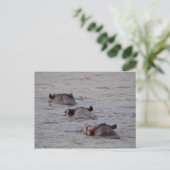 Hippos gaat voor een schemertje briefkaart (Staand voorkant)