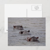 Hippos gaat voor een schemertje briefkaart (Voorkant / Achterkant)