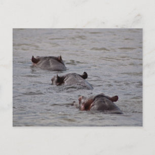 Hippos gaat voor een schemertje briefkaart