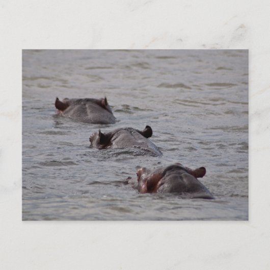 Hippos gaat voor een schemertje briefkaart (Voorkant)