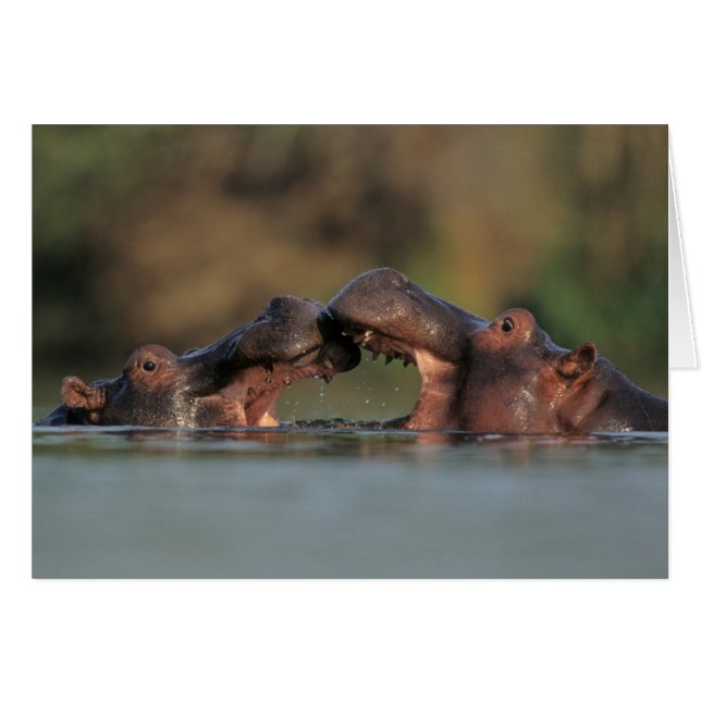 Hippos (Hippopotamus Amphibius), rustelend (Voorkant Horizontaal)