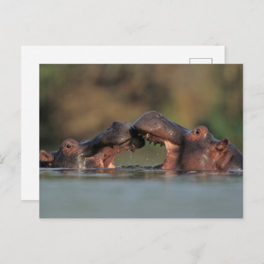 Hippos (Hippopotamus Amphibius), rustelend Briefkaart (Voorkant / Achterkant)