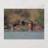 Hippos (Hippopotamus Amphibius), rustelend Briefkaart (Voorkant)