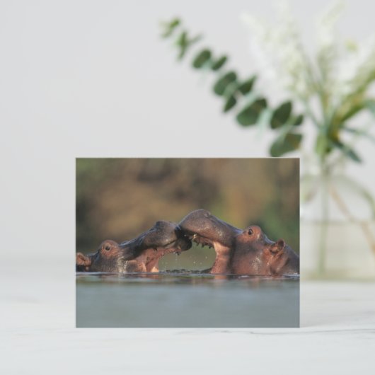 Hippos (Hippopotamus Amphibius), rustelend Briefkaart (Staand voorkant)