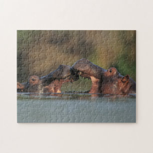 Hippos (Hippopotamus Amphibius), rustelend Legpuzzel