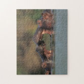 Hippos (Hippopotamus Amphibius), rustelend Legpuzzel (Verticaal)