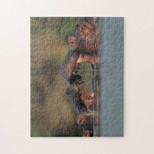 Hippos (Hippopotamus Amphibius), rustelend Legpuzzel (Verticaal)