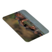 Hippos (Hippopotamus Amphibius), rustelend Magneet (Rechterzijde)
