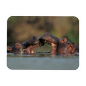 Hippos (Hippopotamus Amphibius), rustelend Magneet (Horizontaal)