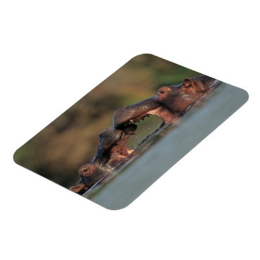 Hippos (Hippopotamus Amphibius), rustelend Magneet (Linkerzijde)