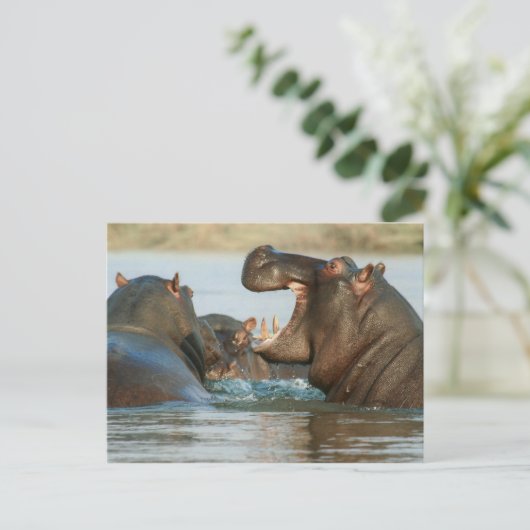Hippos in water briefkaart (Staand voorkant)