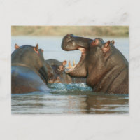Hippos in water