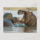 Hippos in water briefkaart (Voorkant)