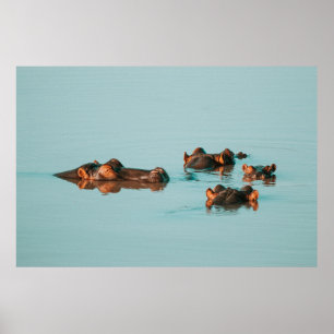 HIPPOS KOELEN UIT IN DE DAM POSTER