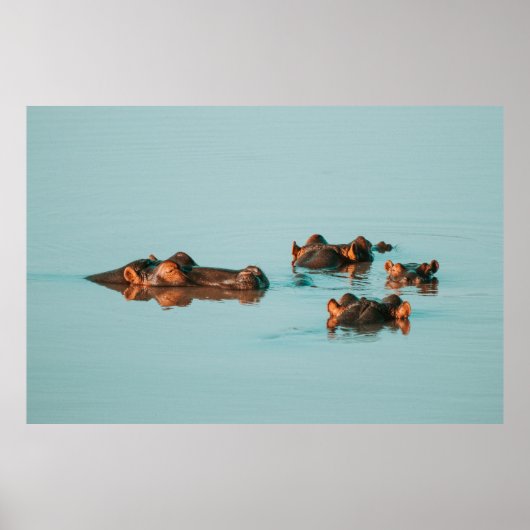 HIPPOS KOELEN UIT IN DE DAM POSTER (Voorkant)