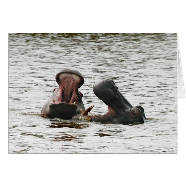 Hippos om zich heen. (Voorkant Horizontaal)