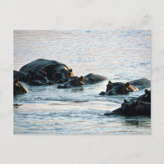 Hippos - Peul in de rivier de Twilight Briefkaart (Voorkant)