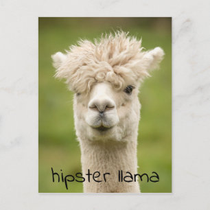 Hipster Lama Funny Hairdo Briefkaart