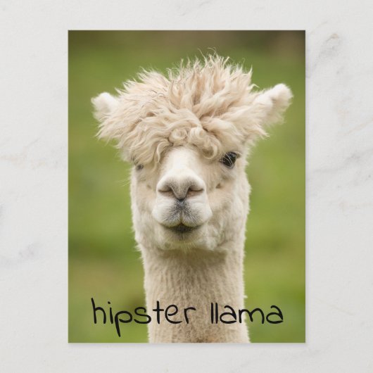 Hipster Lama Funny Hairdo Briefkaart (Voorkant)