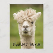 Hipster Lama Grappige Kapsel Briefkaart (Voorkant)