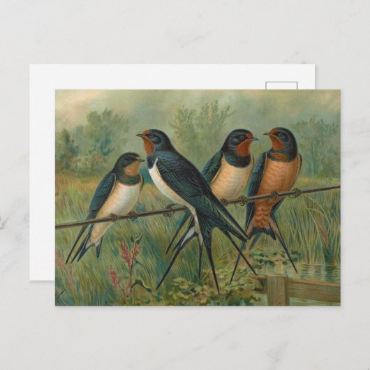 Hirundo rustica, Hirundo rustica Savignii Briefkaart (Voorkant / Achterkant)