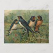 Hirundo rustica, Hirundo rustica Savignii Briefkaart (Voorkant)