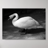 Hissend Poster (Voorkant)